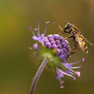 Insectes-comment-entretenir-son-jardin-handy-belgium-hommes-à-tout-faire